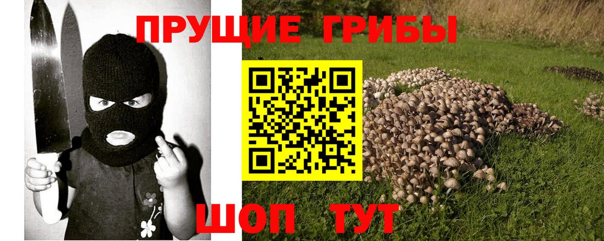 Галлюциногенные грибы Psilocybine cubensis Мончегорск